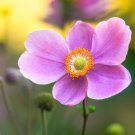 Anemone Rose Beauty Anemone Hupehensis/Windflower 25 Flower Seeds