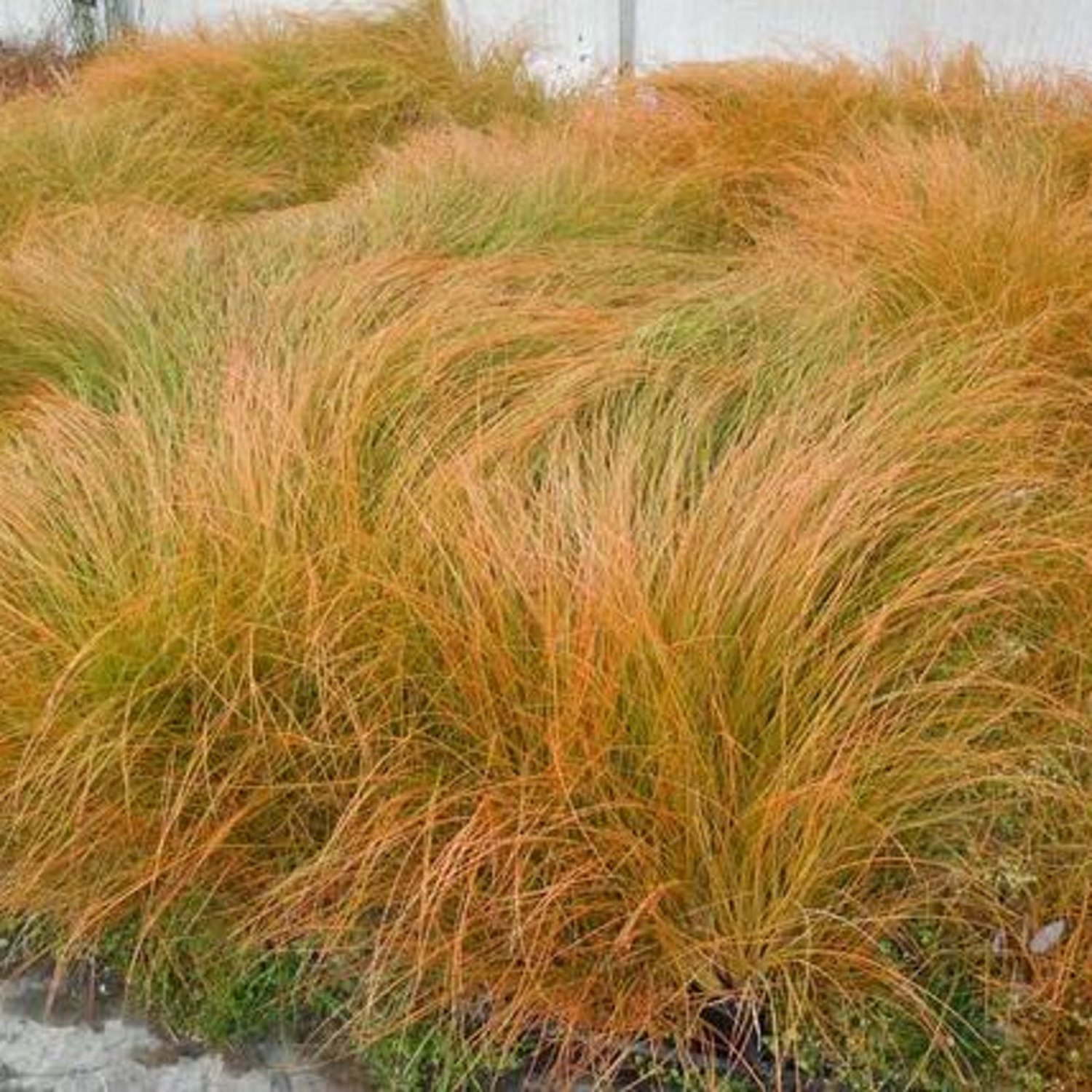 Carex Kiwi Phoenix Green 20 Ornamental Grass Seeds