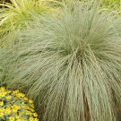 Carex Frosted Curls New Zealand Hair Sedge 20 Ornamental Grass Seeds