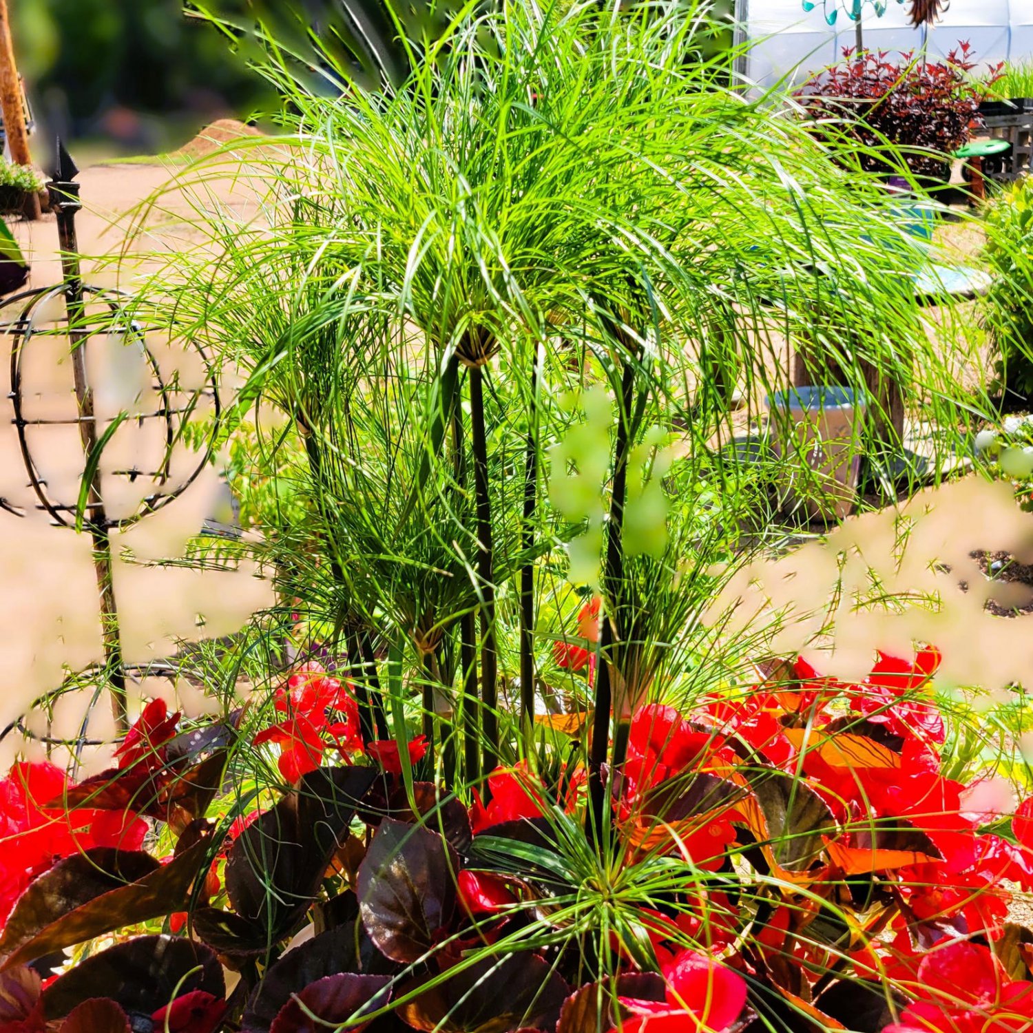 Cyperus Papyrus Papyrus, Paper Reed 20 Flower Seeds