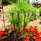 Cyperus Papyrus Papyrus, Paper Reed 20 Flower Seeds