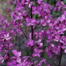 Lunaria Chedglow Silver Dollar Plant/Honesty Plant 10 Flower Seeds