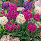 Primula Ronsdorf Drumstick Primula 50 Flower Seeds