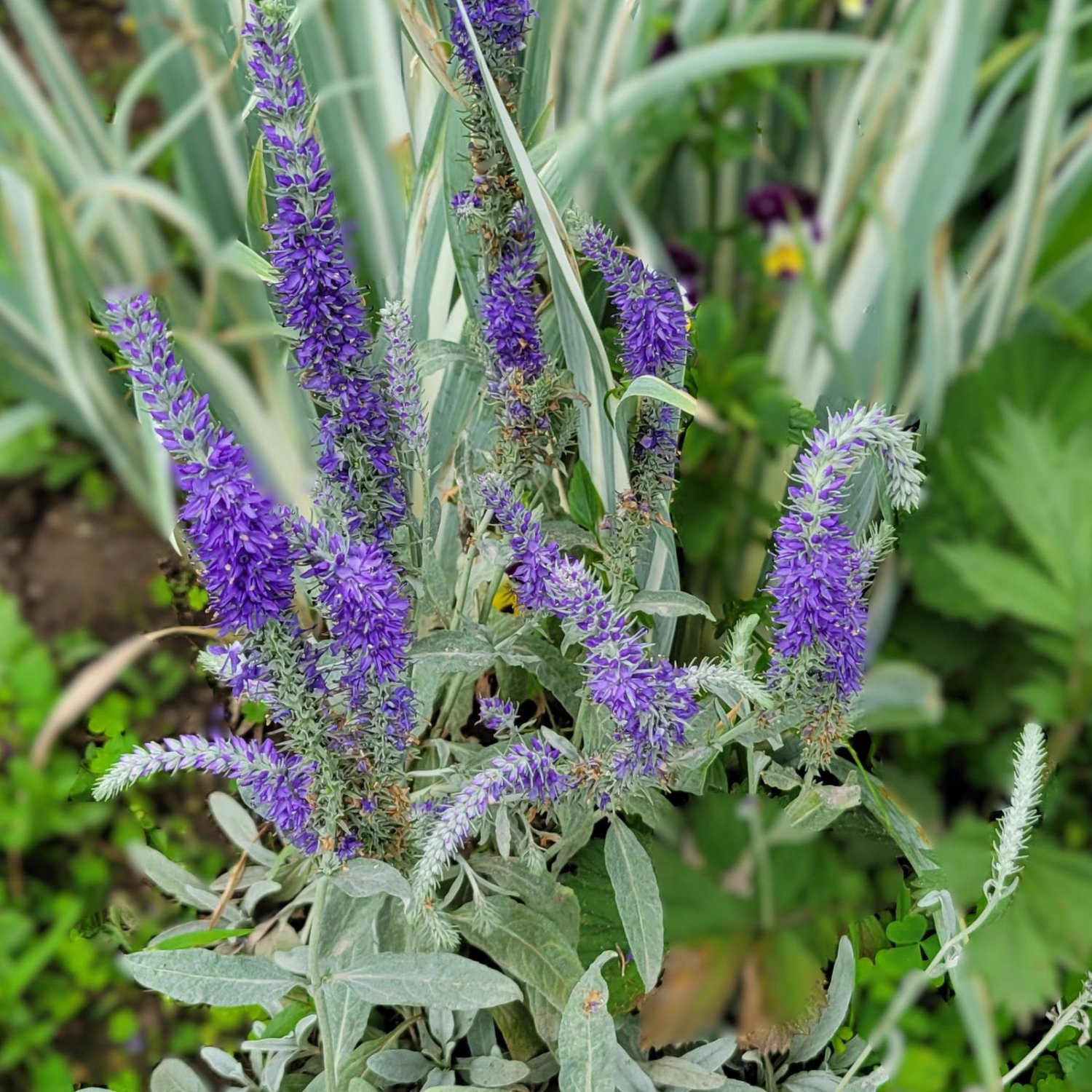 Veronica Incana Silbersee Silver Sea Speedwell 30 Flower Seeds