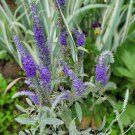 Veronica Incana Silbersee Silver Sea Speedwell 30 Flower Seeds