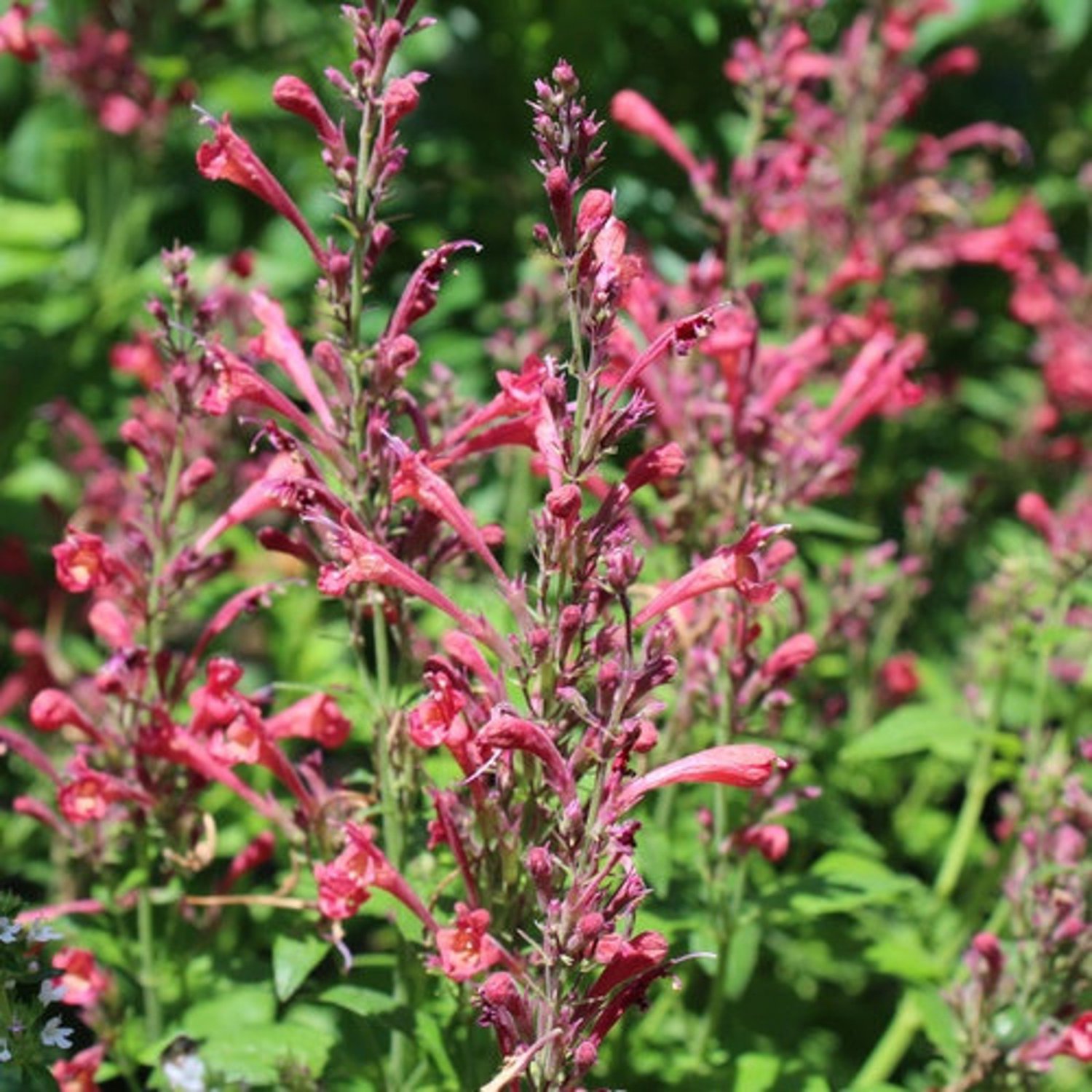 Agastache Raspberry Daiquiri Party Mixers Hyssop 20 Flower Seeds