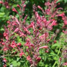 Agastache Raspberry Daiquiri Party Mixers Hyssop 20 Flower Seeds