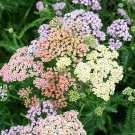 Achillea Colorado Yarrow Achillea Millefolium 50 Flower Seeds