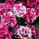 Petunia Double Grandiflora Pirouette Rose 20 Flower Seeds