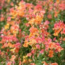 Snapdragon Chantilly Bronze Antirrhinum 25 Flower Seeds