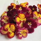 Pansy Floral Days Morning Dew 10 Flower Seeds