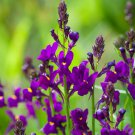 Linaria Maroccana Licilia Violet Toadflax 30 Flower Seeds