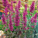 Agastache Bolero 15 Flower Seeds