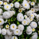 Feverfew Snowball Tanacetum Parthenium 30 Flower Seeds