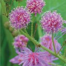 Mimosa Pudica Pink Sparkles 30 Flower Seeds