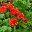 Tassel Flower Emilia Coccinea 20 Flower Seeds