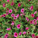 Potentilla Ron Mcbeath Cinquefoil 50 Flower Seeds