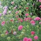 Knautia Macedonia Melton Pastels 15 Flower Seeds