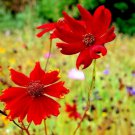 Coreopsis Red Plains Coreopsis, Coreopsis Tinctoria 75 Flower Seeds
