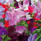 Sweet Pea Old Spice Mix Lathyrus Odoratus 10 Flower Seeds