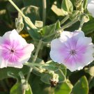 Lychnis Coronaria Angel'S Blush 30 Flower Seeds