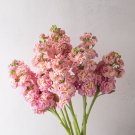 Stock Champagne Matthiola Incana 25 Flower Seeds