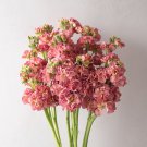 Stock Antique Rose Matthiola Incana 25 Flower Seeds