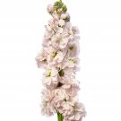 Stock Silver Matthiola Incana 25 Flower Seeds