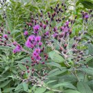 Vernonia Gigantea Tall Ironweed 50 Flower Seeds
