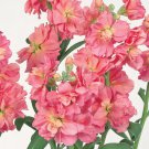 Stock Deep Apricot Quartet Matthiola Incana 20 Flower Seeds