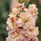 Stock Katz Apricot Matthiola Incana 25 Flower Seeds
