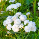 Achillea Double Diamond Yarrow Achillea Ptarmica Noblessa 30 Flower Seeds