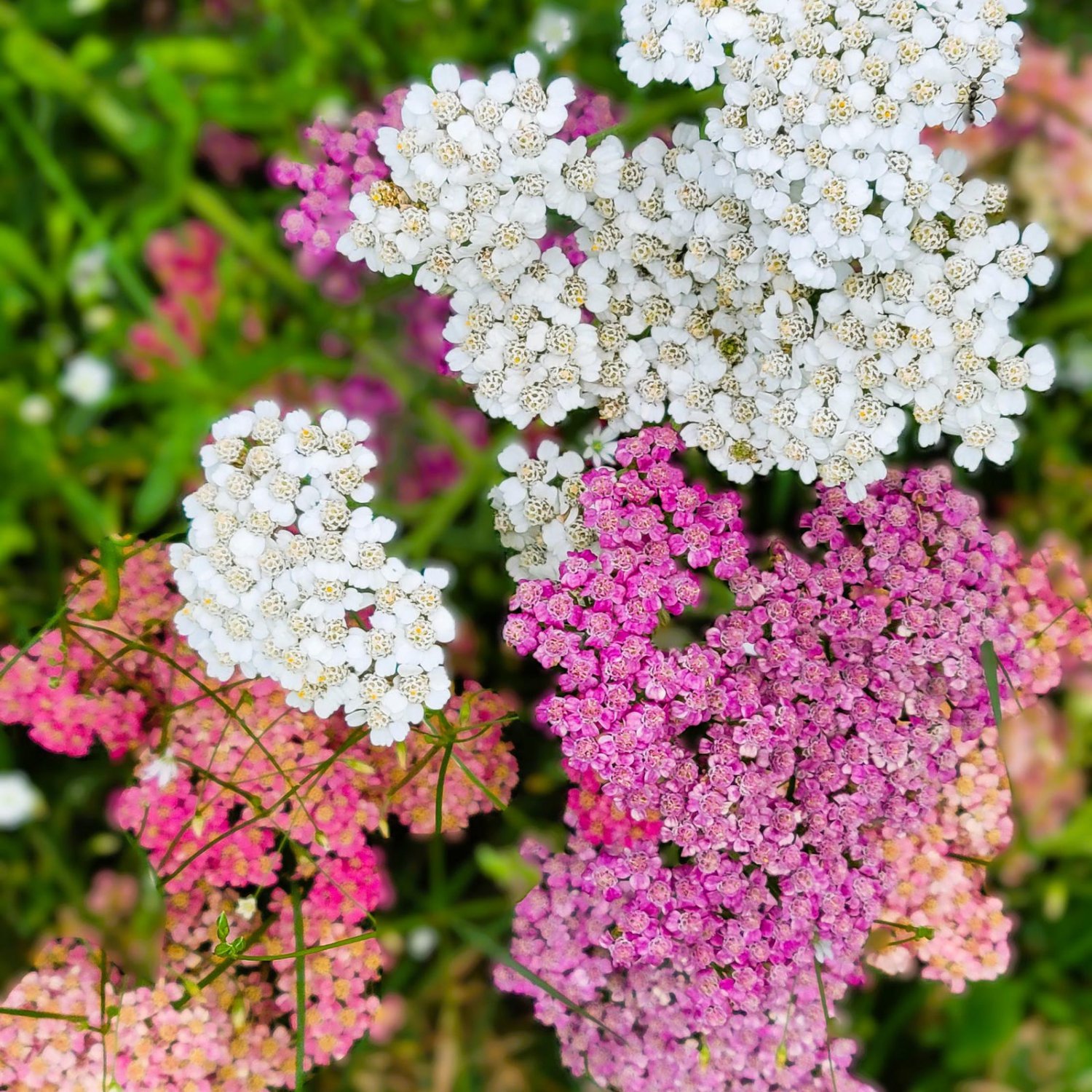 Achillea Summer Berries Yarrow 50 Flower Seeds