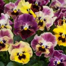 Viola Frizzle Sizzle Mini Tapestry Mix 25 Flower Seeds