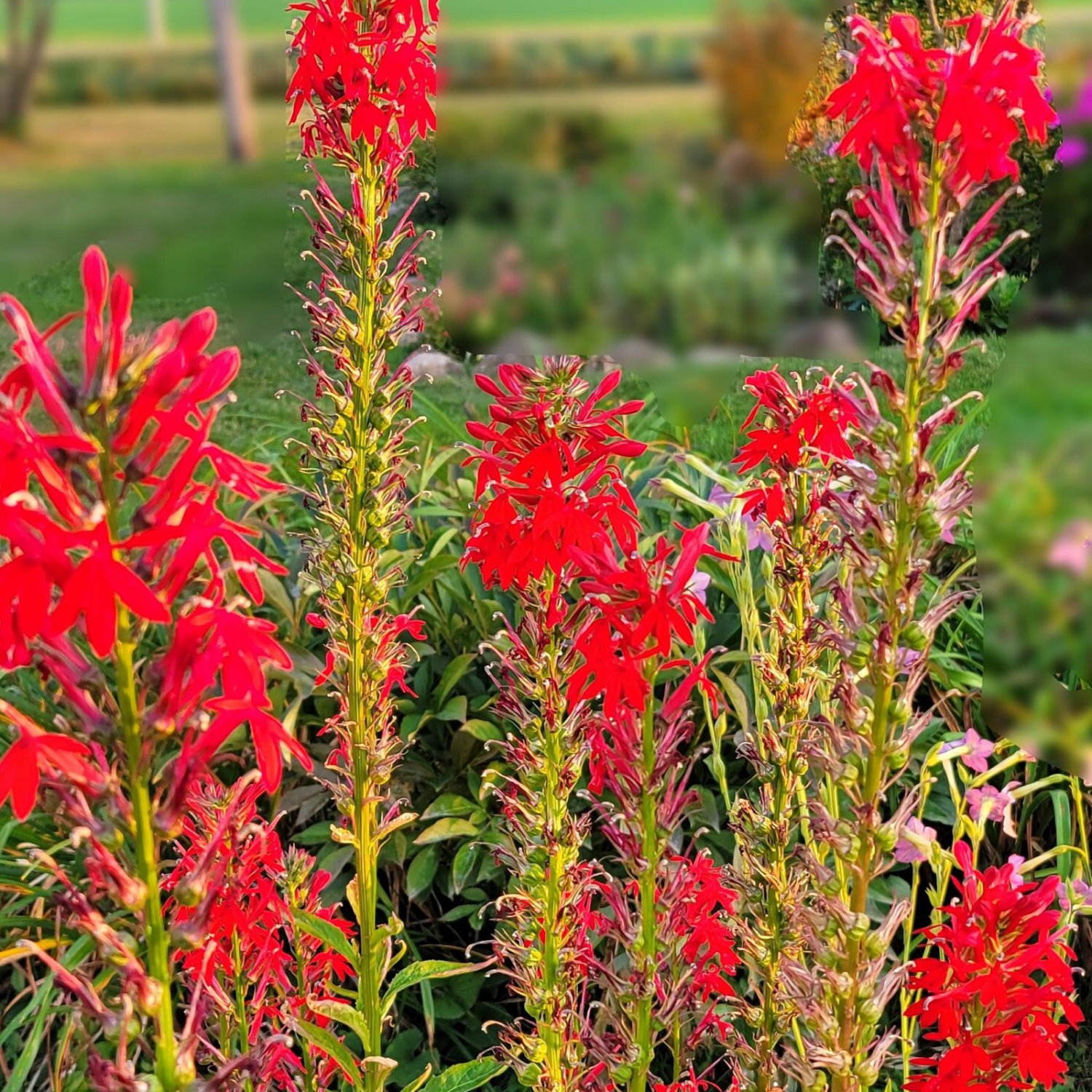 Lobelia Cardinalis Red Cardinal Flower 50 Flower Seeds