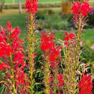 Lobelia Cardinalis Red Cardinal Flower 50 Flower Seeds