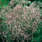 Gypsophila Pacifica Pink Baby'S Breath 40 Flower Seeds