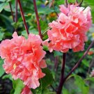 Clarkia Elegant Salmon Clarkia Unguiculata 30 Flower Seeds