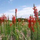 Ipomopsis Rubra Texas Plume Red Gilia Standing Cypress 30 Flower Seeds