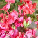 Sweet Pea Elegance Watermelon Lathyrus Odoratus 15 Flower Seeds