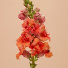 Snapdragon Madame Butterfly Bronze Antirrhinum 30 Flower Seeds