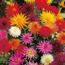 Dahlia Cactus Mix 20 Flower Seeds