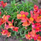 Snapdragon Floral Showers Deep Bronze Antirrhinum Majus 30 Flower Seeds