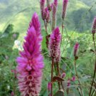 Celosia Asian Garden Celosia Argentea Var. Spicata 25 Flower Seeds