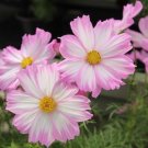 Cosmos Apollo Lovesong Cosmos Bipinnatus 30 Flower Seeds