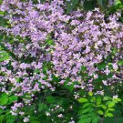 Thalictrum Rochebruneanum Lavender Mist Meadow Rue 15 Flower Seeds