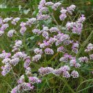 Goniolimon Speciosum 10 Flower Seeds