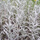 Artemesia Ludoviciana White Sage, Silver Sage 100 Seeds