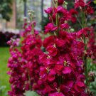 Stock Ruby Red Matthiola Incana 15 Flower Seeds