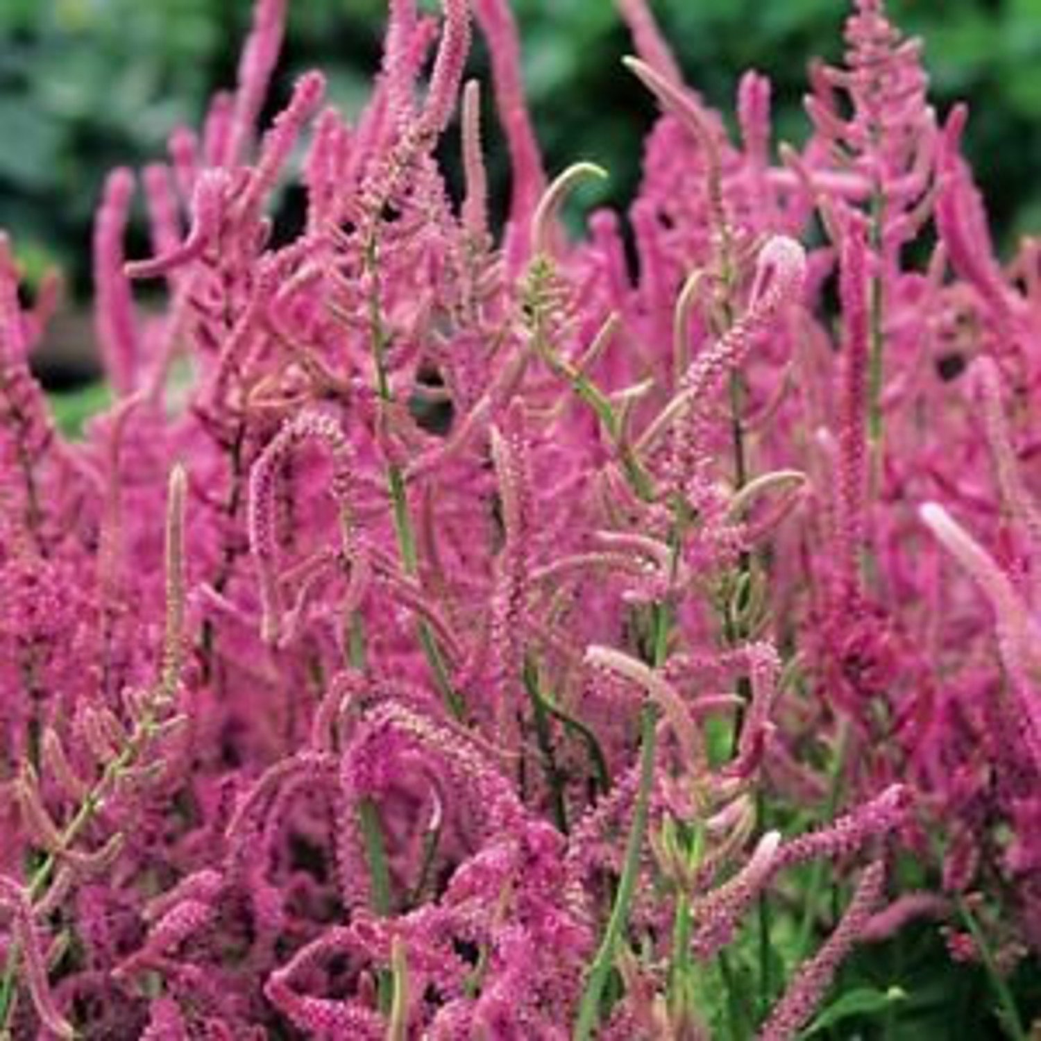 Statice Limonium Suworowii Rosyred 30 Flower Seeds